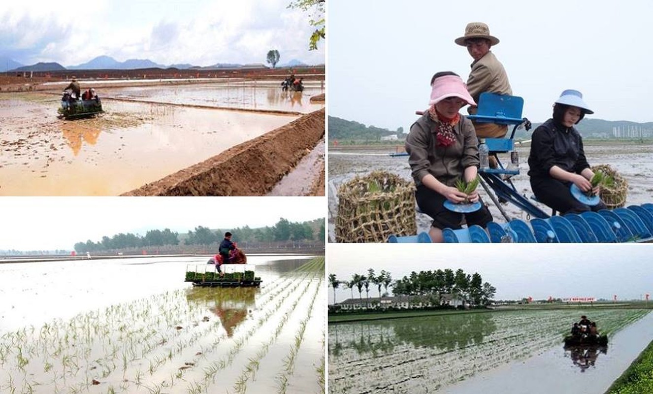 Bo anh hiem ve nong dan Trieu Tien-Hinh-8